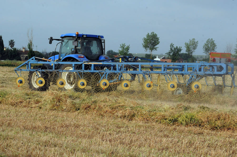 Cereal en Extremadura, poco y a bajo precio