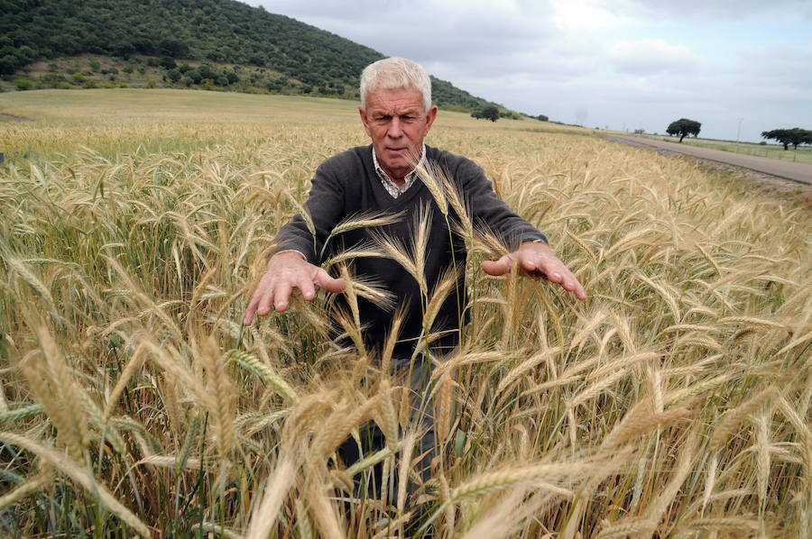 Cereal en Extremadura, poco y a bajo precio