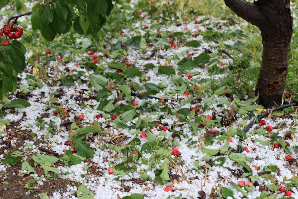 Una granizada causa daños en cultivos del norte de Cáceres