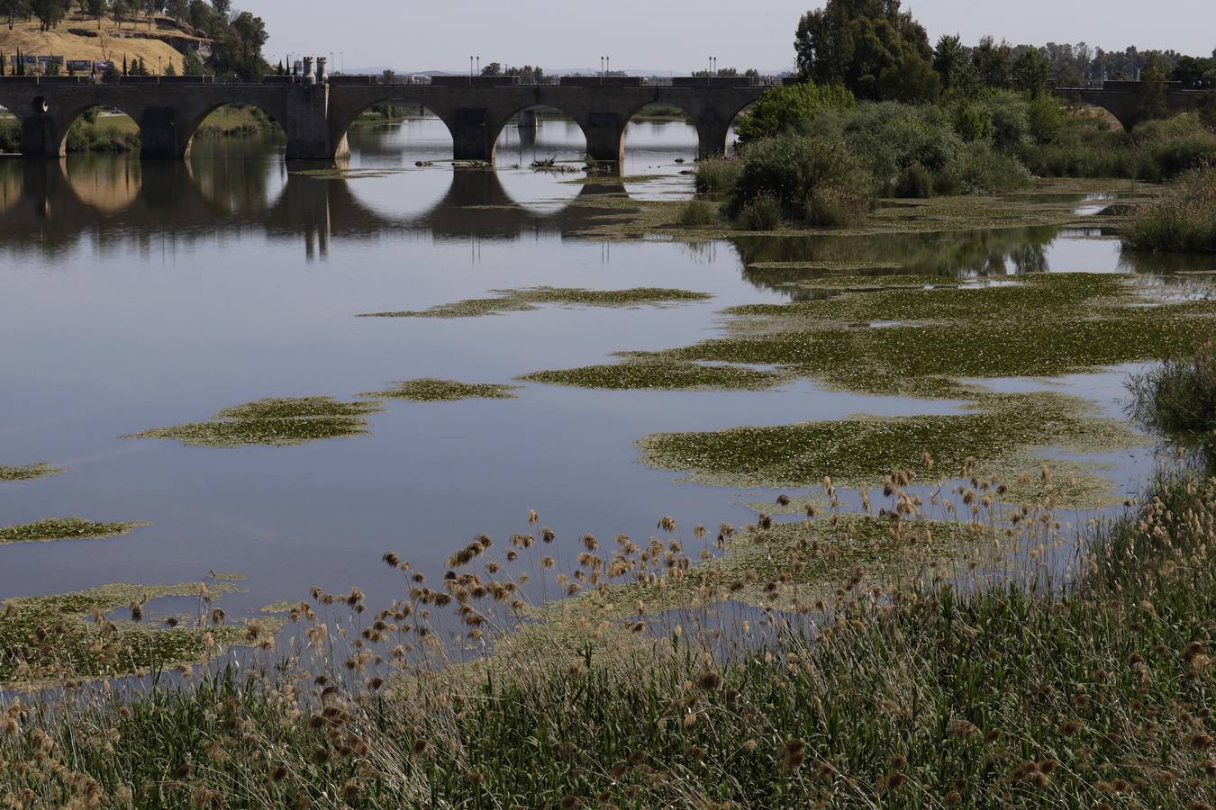 Miércoles, 17 de mayo: La Confederación Hidrográfica del Guadiana usa glisofato en el río a su paso por Badajoz para frenar la expansión del nenúfar mexicano. Fotografías: Mari Cerrada