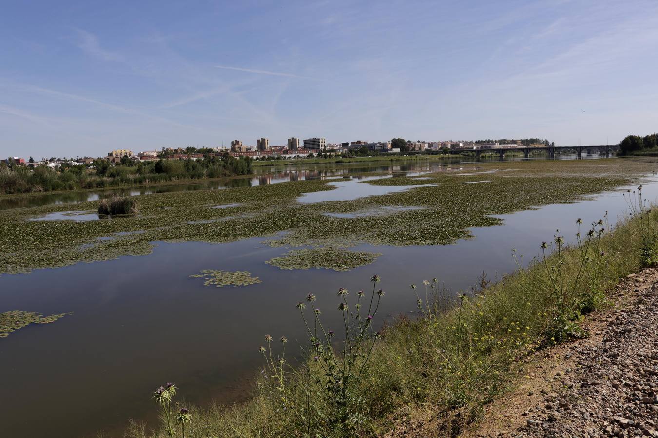 Miércoles, 17 de mayo: La Confederación Hidrográfica del Guadiana usa glisofato en el río a su paso por Badajoz para frenar la expansión del nenúfar mexicano. Fotografías: Mari Cerrada