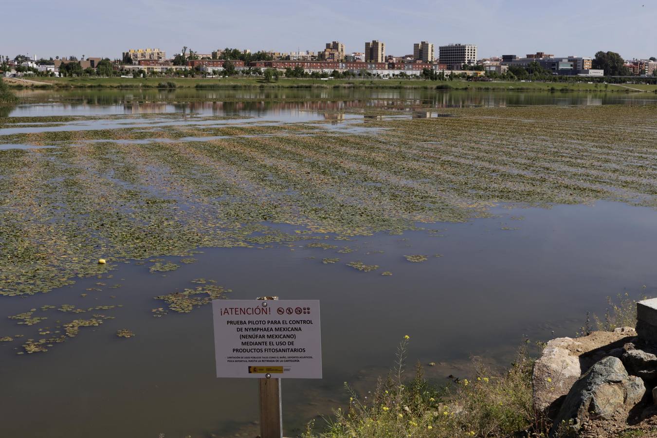 Miércoles, 17 de mayo: La Confederación Hidrográfica del Guadiana usa glisofato en el río a su paso por Badajoz para frenar la expansión del nenúfar mexicano. Fotografías: Mari Cerrada
