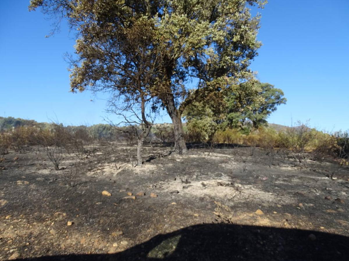 El fuego ha tenido en vilo la pasada noche a los vecinos de Arroyo y Calamonte y así estaban los terrenos afectados por el fuego esta mañana