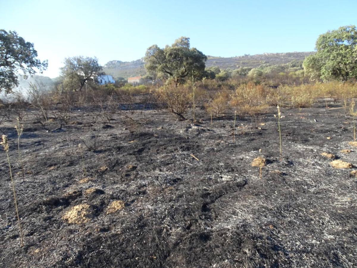 El fuego ha tenido en vilo la pasada noche a los vecinos de Arroyo y Calamonte y así estaban los terrenos afectados por el fuego esta mañana