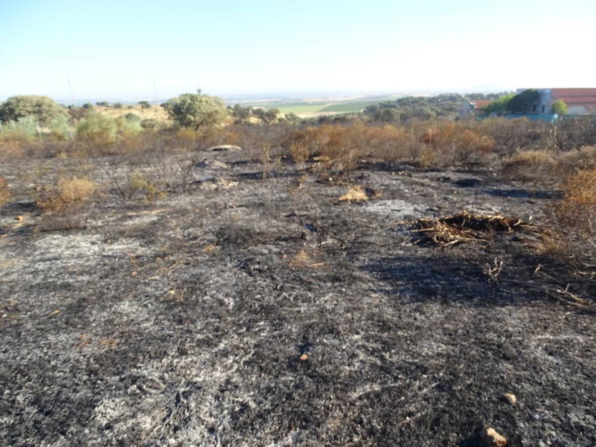 El fuego ha tenido en vilo la pasada noche a los vecinos de Arroyo y Calamonte y así estaban los terrenos afectados por el fuego esta mañana