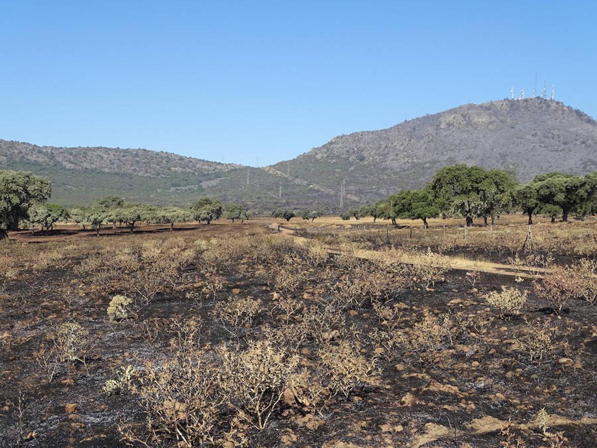 El fuego ha tenido en vilo la pasada noche a los vecinos de Arroyo y Calamonte y así estaban los terrenos afectados por el fuego esta mañana