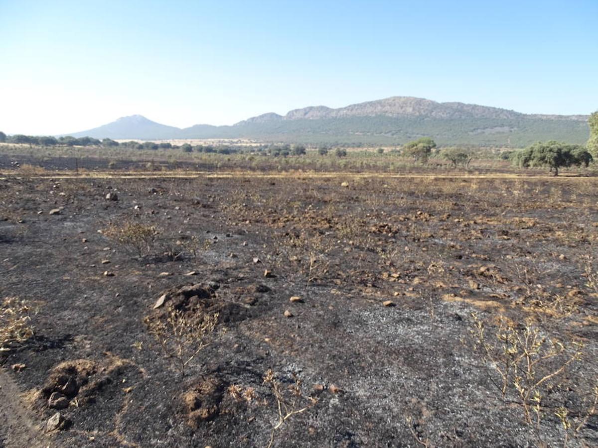 El fuego ha tenido en vilo la pasada noche a los vecinos de Arroyo y Calamonte y así estaban los terrenos afectados por el fuego esta mañana