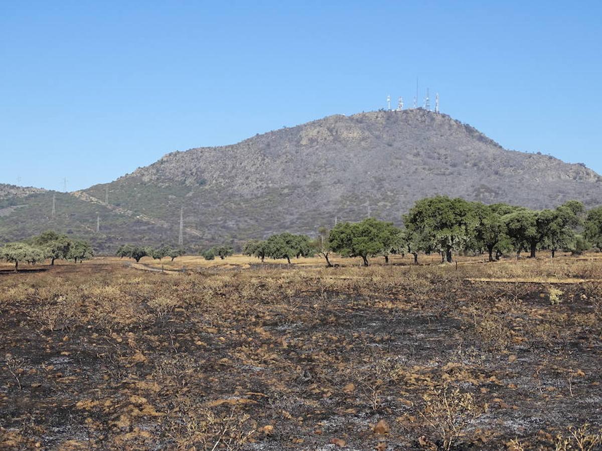 El fuego ha tenido en vilo la pasada noche a los vecinos de Arroyo y Calamonte y así estaban los terrenos afectados por el fuego esta mañana