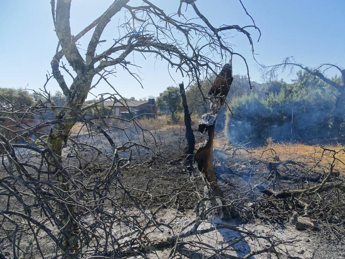 El fuego ha tenido en vilo la pasada noche a los vecinos de Arroyo y Calamonte y así estaban los terrenos afectados por el fuego esta mañana