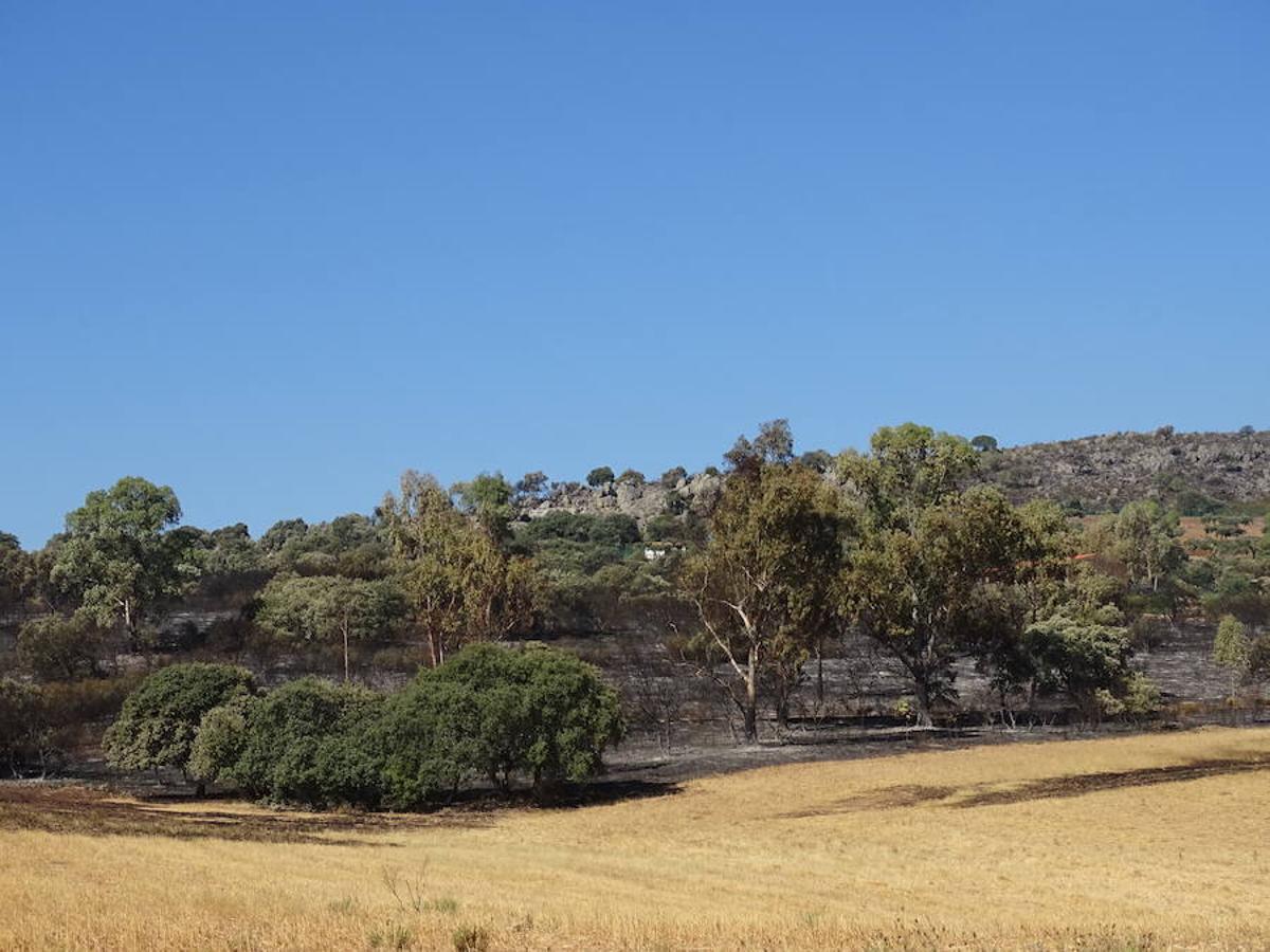 El fuego ha tenido en vilo la pasada noche a los vecinos de Arroyo y Calamonte y así estaban los terrenos afectados por el fuego esta mañana