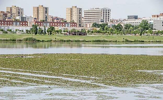 Camalote en el tramo urbano del río, a su paso por Badajoz