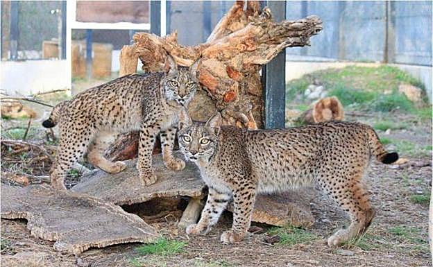 Melodía y Mostaza en una imagen de archivo