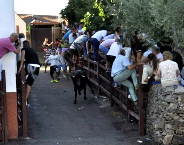 Vaquillas y novillos. Dos reses diarias se sueltan hoy y mañana a las ocho de la tarde. :: lola gordo