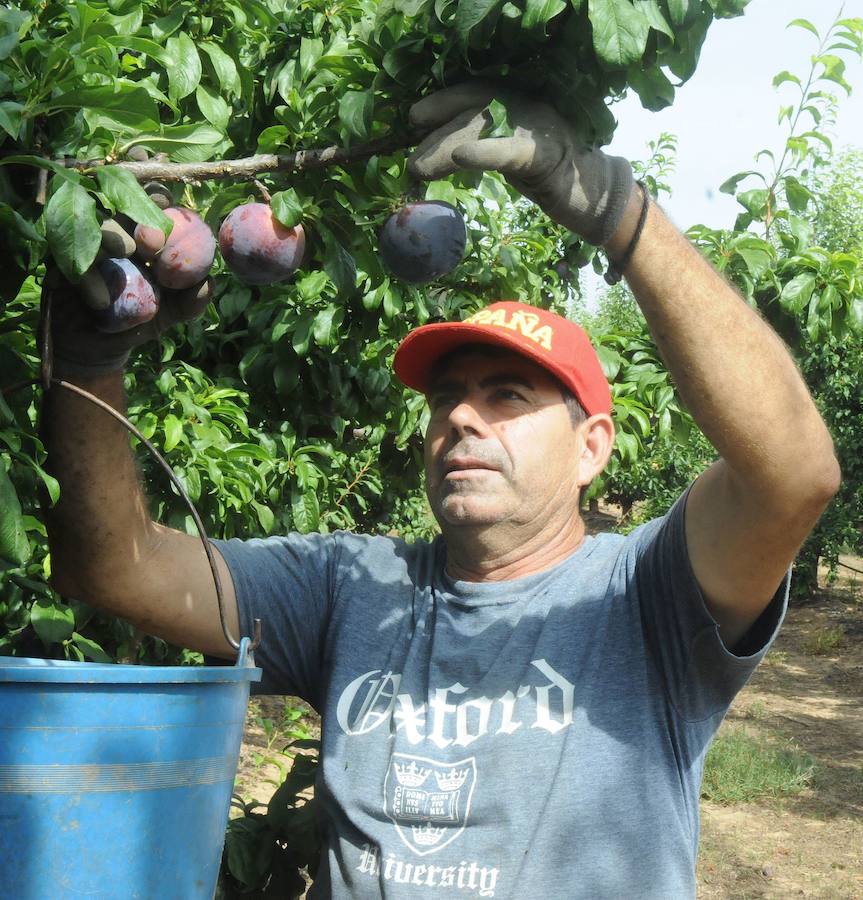 La ciruela extremeña estrena en esta campaña su marca de calidad. Esta variedad de fruta, la de mayor producción en nuestra región y la que alcanza el volumen de exportación más elevado, empieza a sacar en este mes los primeros kilos acogidos a una identificación de excelencia, Ciruela de Extremadura (CiEx)