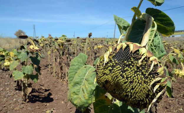 El cultivo del girasol «corre riesgo de desaparecer» en la región, advierte Apag