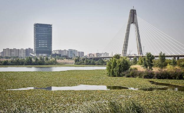 Mancha de nenúfar en el tramo urbano del Guadiana. :: 