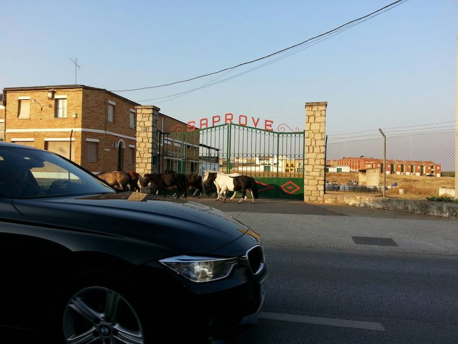 Ocho ponis que trabajan en una atracción en el recinto ferial se han escapado la mañana del lunes 14 de agosto.