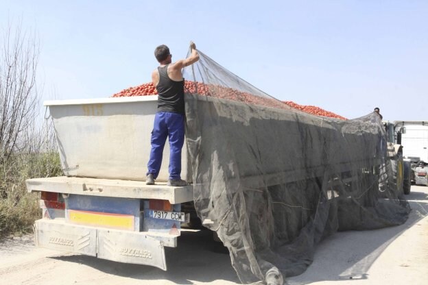 Miguel Ángel Barroso asegura la carga de tomates. :: j. m. romero