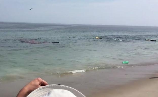 Dos surfistas se salvan del ataque de un tiburón