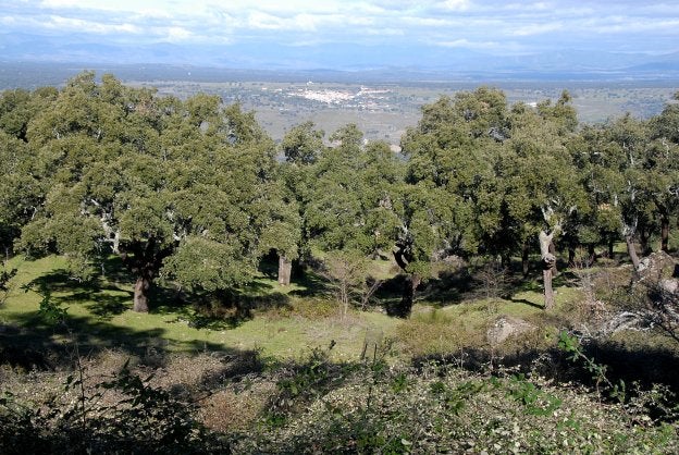 Zona de la umbría de Valcorchero, donde se llevarán a cabo las batidas de caza. :: david palma