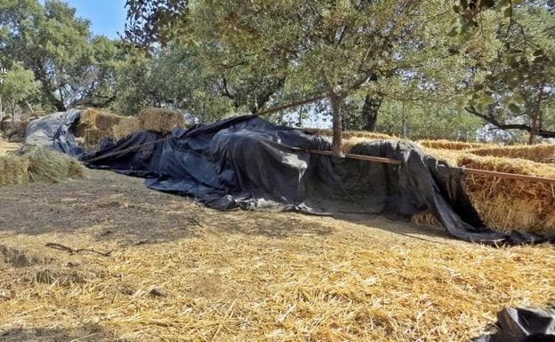 Pacas de heno recuperadas por la Guardia Civil.::