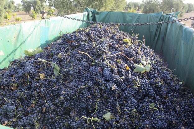 Uva tinta de la variedad tempranillo cosechada en la finca Los Juncales, en el término municipal de Almendralejo. :: JOSÉ MANUEL ROMERO