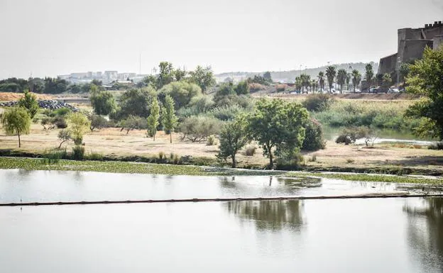 Las barreras libran al tramo urbano del Guadiana del camalote