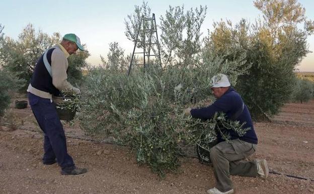 Recogida de aceituna de mesa en un olivar extremeño:: HOY