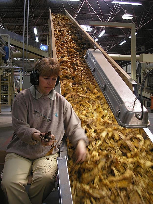 Selección de la hoja, ya dentro de la empresa transformadora. :: E.G.R.