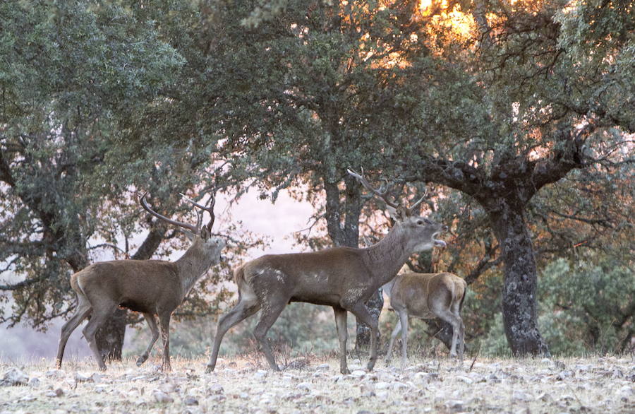 Ciervos durante la berrea en el Parque Nacional de Monfragüe:: HOY