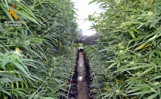 En este invernadero de La Garrovilla crecían 1.651 plantas de marihuana:: HOY