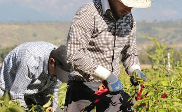 UPA pide a la Confederación del Tajo que desembalse agua para finalizar la campaña del tabaco y del pimentón