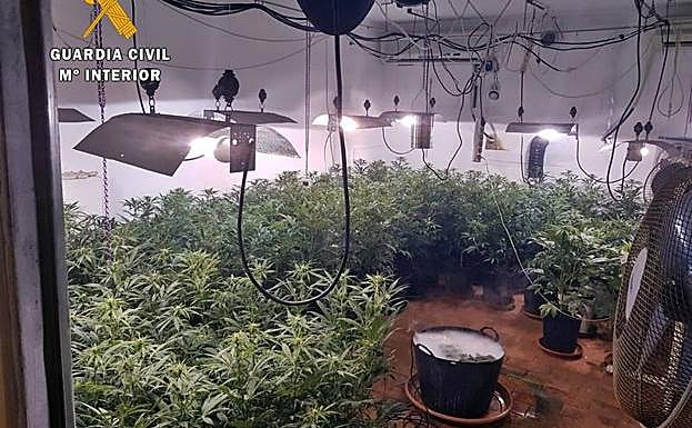 Imagen de la plantación de marihauana hallada en la localidad pacense de Talavera la Real.