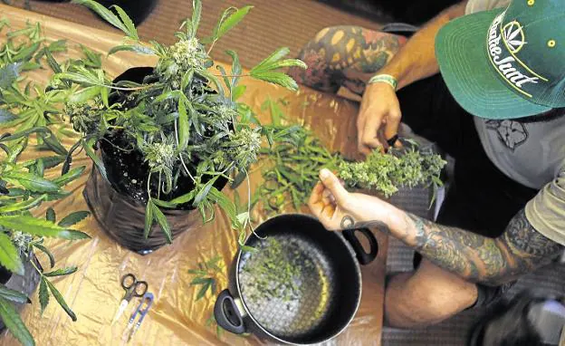 Un joven cortando los cogollos de marihuana de una planta. :: HOY