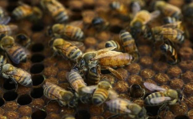 El Gobierno aprueba la actualización del régimen de ayudas a la apicultura
