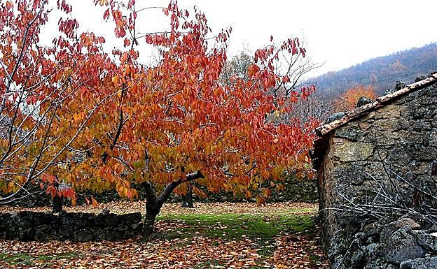 La Otoñada 2017 del Valle del Jerte propone actividades culturales, deportivas, de ocio y gastronomía
