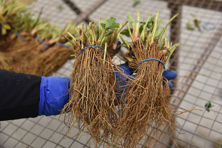 Durante la campaña de otoño, por el norte de la región pasan cada año unos 18 millones de plantas que se seleccionan y empaquetan con dirección a Andalucía y Marruecos 