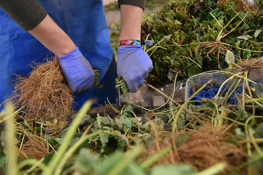 Durante la campaña de otoño, por el norte de la región pasan cada año unos 18 millones de plantas que se seleccionan y empaquetan con dirección a Andalucía y Marruecos 