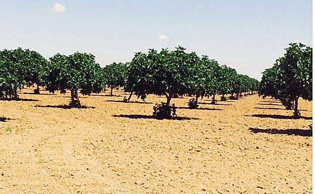 Higueras en una parcela de Torre de Miguel Sesmero
