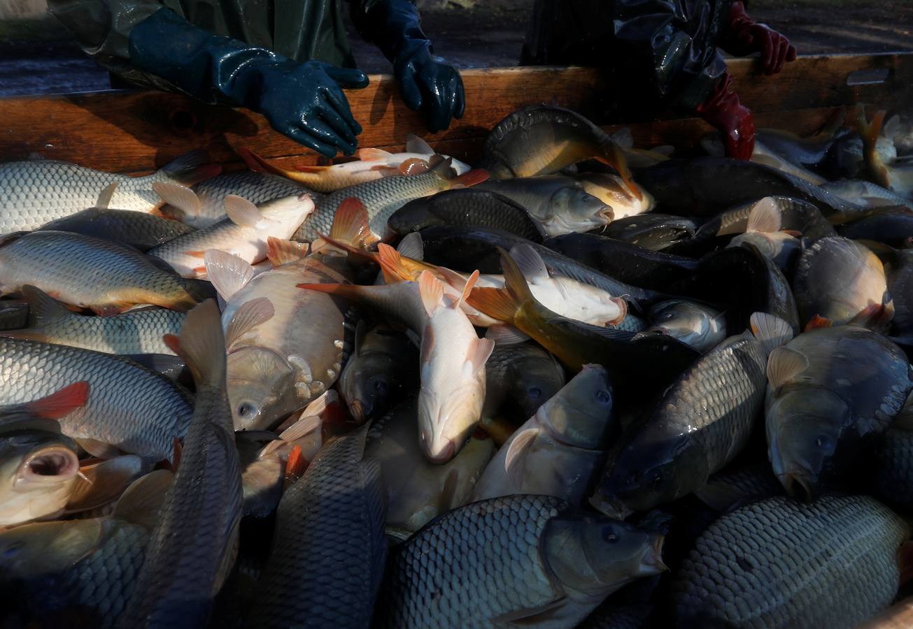 Los pescadores de una de las mayores empresas de pesca de agua dulce de Europa clasifican los peces en la Gran llanura húngara en Hortobagy