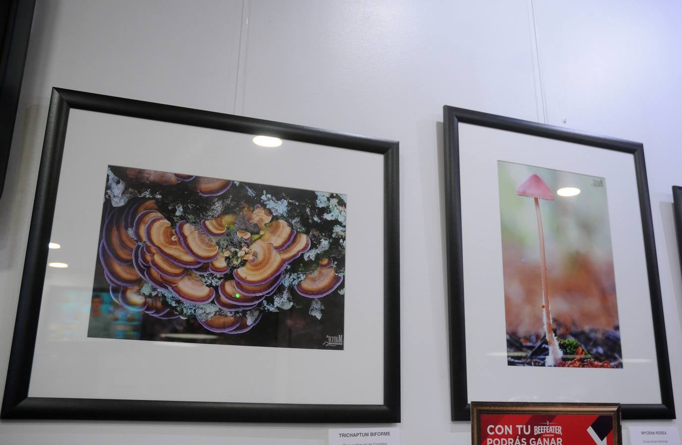 Marco Sánchez expone sus fotografías en el café Alaudae durante todo el mes de noviembre, recreándose en una de sus pasiones, la micología. Fotografías realizadas en noviembre en la dehesa y bosques cercanos a la capital de extremadura, dando forma a los instantes efímeros de los secretos naturales que brotan de la tierra expuestas en macrofotografia de la naturaleza