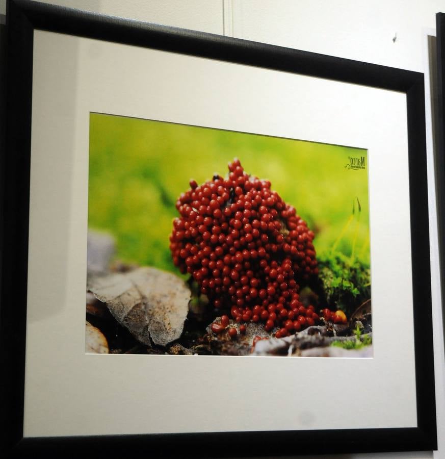 Marco Sánchez expone sus fotografías en el café Alaudae durante todo el mes de noviembre, recreándose en una de sus pasiones, la micología. Fotografías realizadas en noviembre en la dehesa y bosques cercanos a la capital de extremadura, dando forma a los instantes efímeros de los secretos naturales que brotan de la tierra expuestas en macrofotografia de la naturaleza
