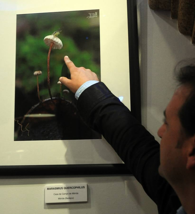 Marco Sánchez expone sus fotografías en el café Alaudae durante todo el mes de noviembre, recreándose en una de sus pasiones, la micología. Fotografías realizadas en noviembre en la dehesa y bosques cercanos a la capital de extremadura, dando forma a los instantes efímeros de los secretos naturales que brotan de la tierra expuestas en macrofotografia de la naturaleza