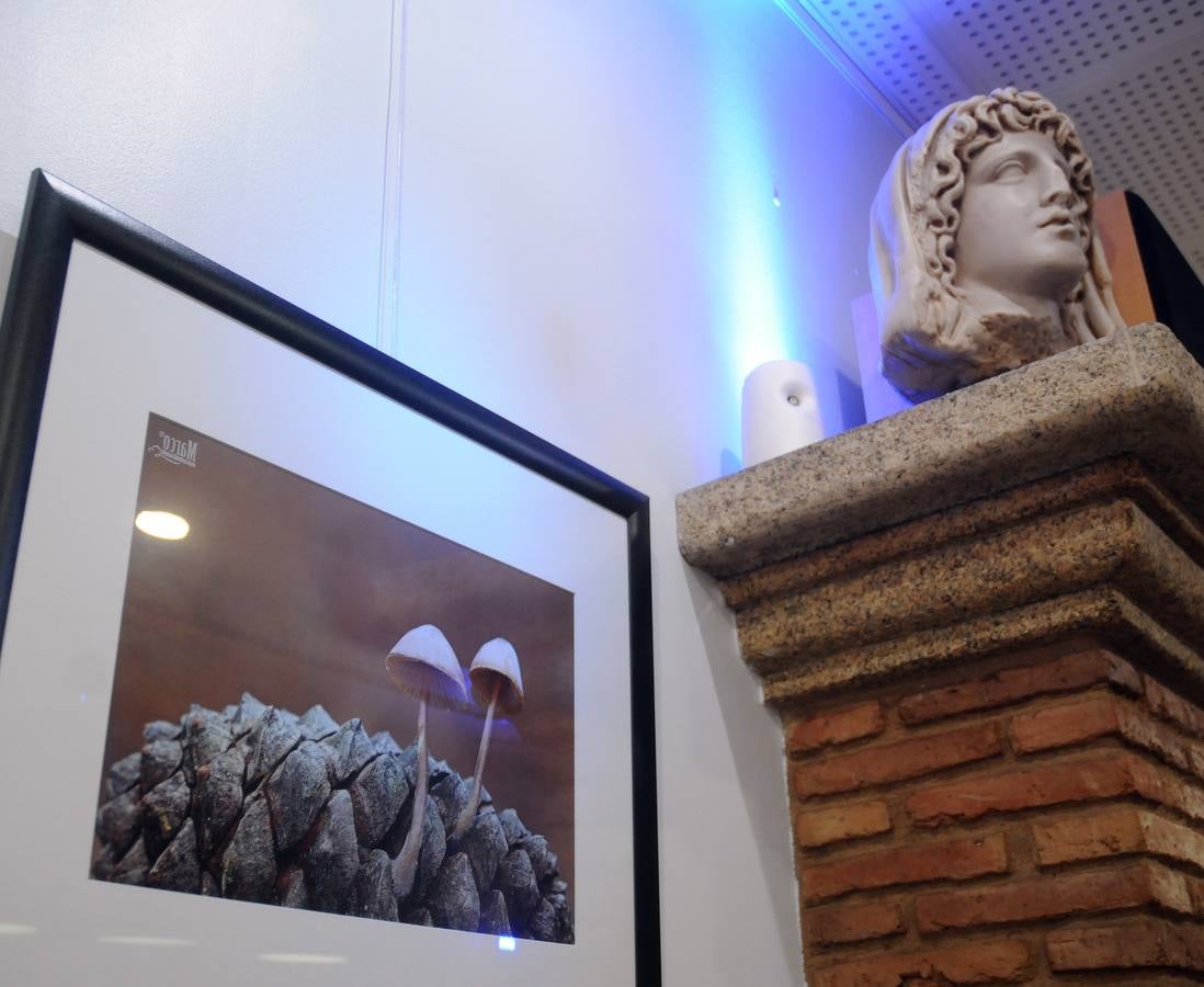 Marco Sánchez expone sus fotografías en el café Alaudae durante todo el mes de noviembre, recreándose en una de sus pasiones, la micología. Fotografías realizadas en noviembre en la dehesa y bosques cercanos a la capital de extremadura, dando forma a los instantes efímeros de los secretos naturales que brotan de la tierra expuestas en macrofotografia de la naturaleza
