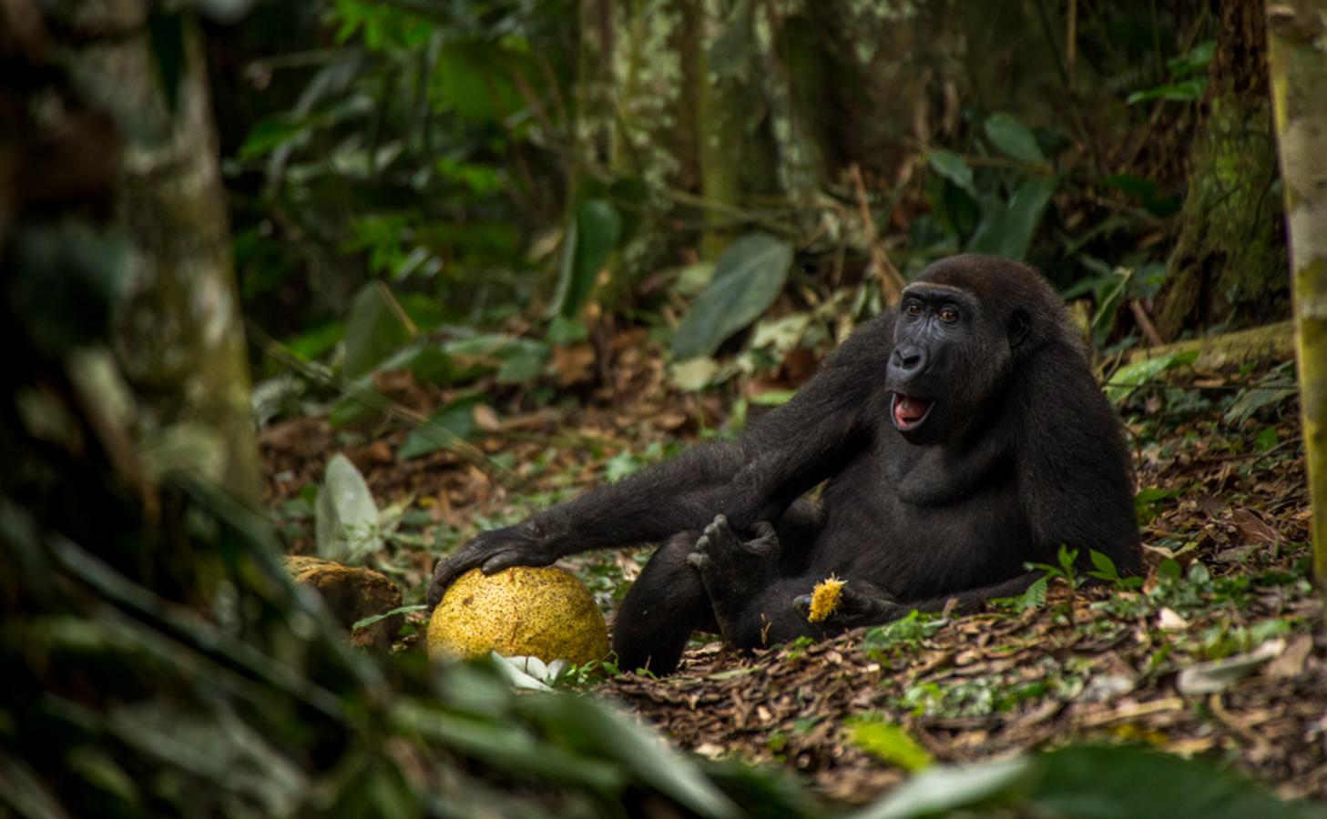 Es la foto ganadora del certamen en la categoría juvenil. Obra del holandés Daniël Nelson, muestra al gorila ‘Caco’ en un parque nacional del Congo. El joven ‘Caco’ se siente relajado en el bosque, como si estuviera en el sofá de su casa. Esa conexión del gorila con su hogar cautivó al jurado. «Espero sensibilizar sobre los gorilas en peligro de extinción», dice Daniël. 