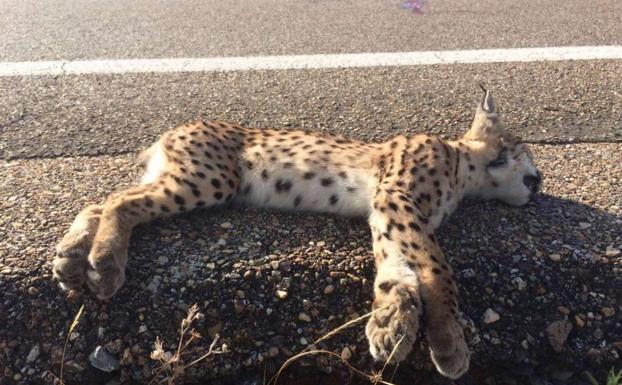 Lince ibérico que falleció atropellado en julio.