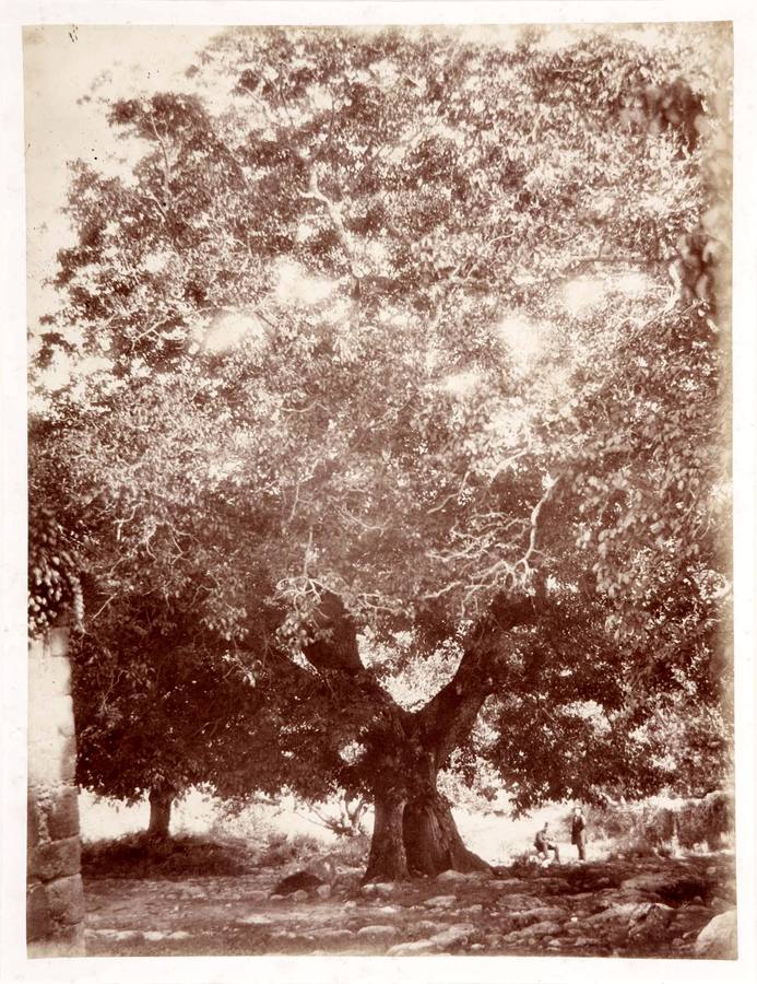 13- Yuste. Nogal del emperador