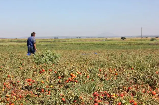 Un agricultor mira los tomates, en una imagen de archivo. :: j. p.