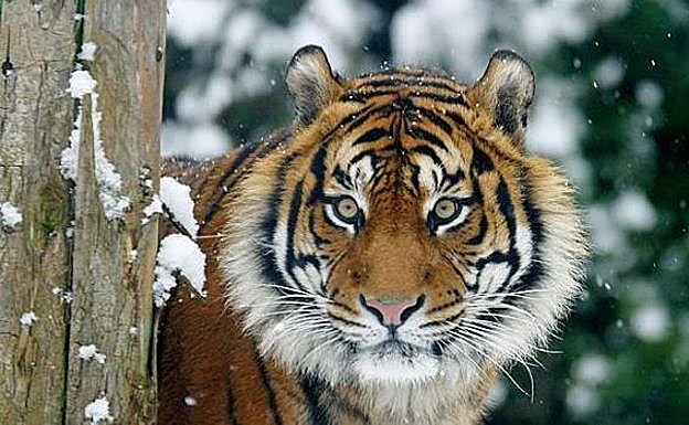 El tigre de Sumatra se aferra a la superviviencia
