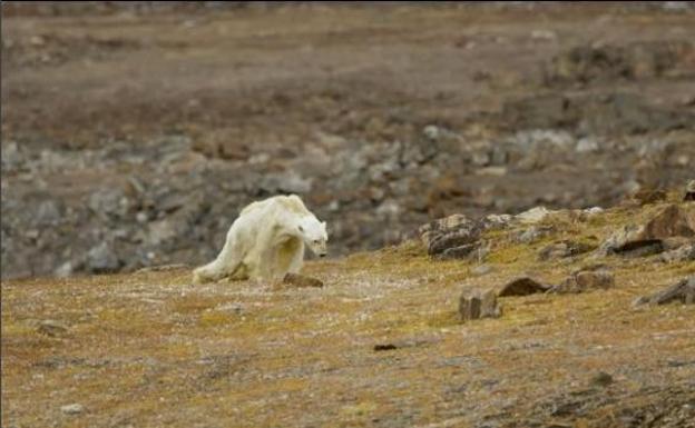Graban la agonía de un oso polar hambriento para concienciar sobre el calentamiento global